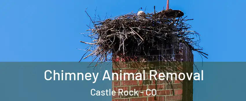 Chimney Animal Removal Castle Rock - CO