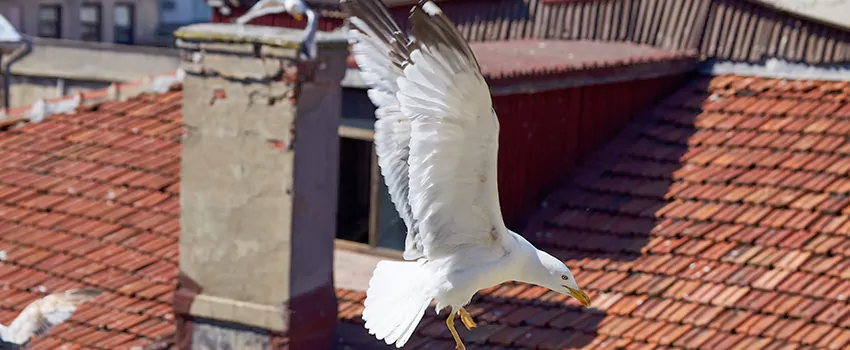 Residential Chimney Animal Removal Solution in Castle Rock, CO