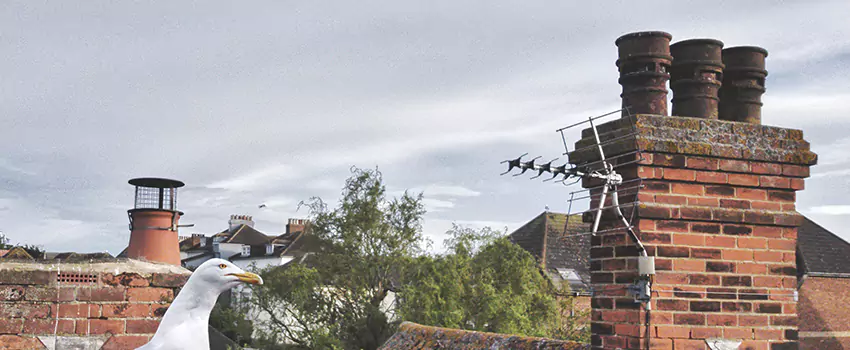 Chimney Cleaning And Restoration in Castle Rock, Colorado